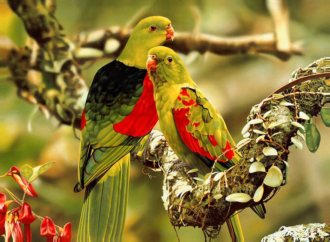 Colorful Parrots Photo - Beautiful Animals Photos Gallery - HD Wallpaper 