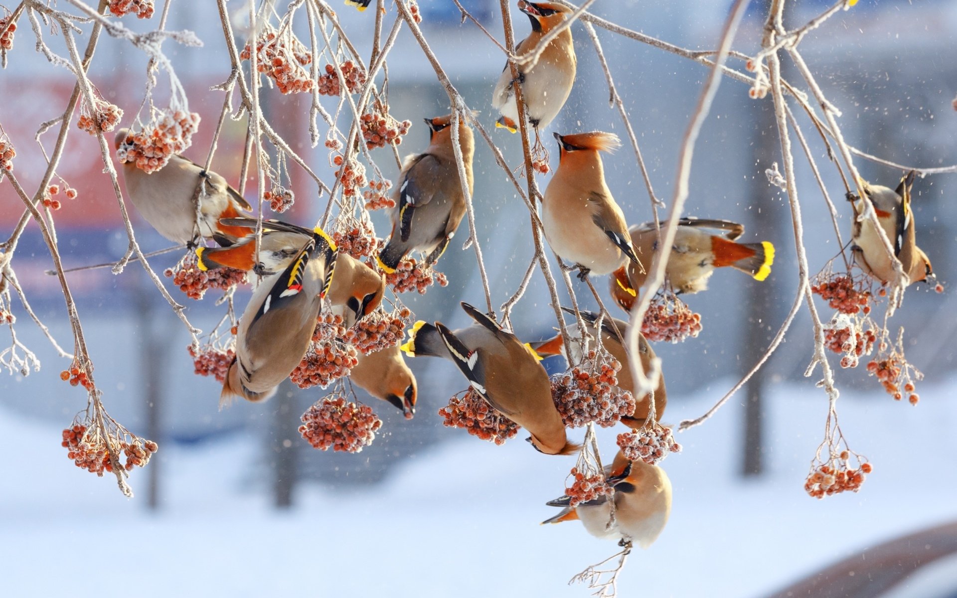 Birds Branches Winter - HD Wallpaper 