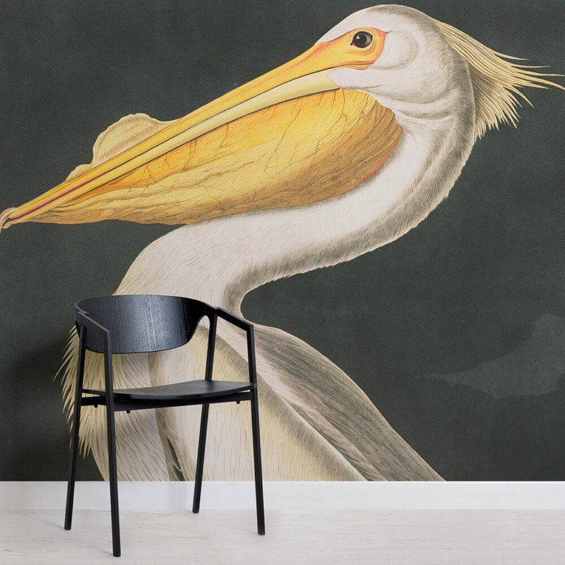 Pelican - HD Wallpaper 