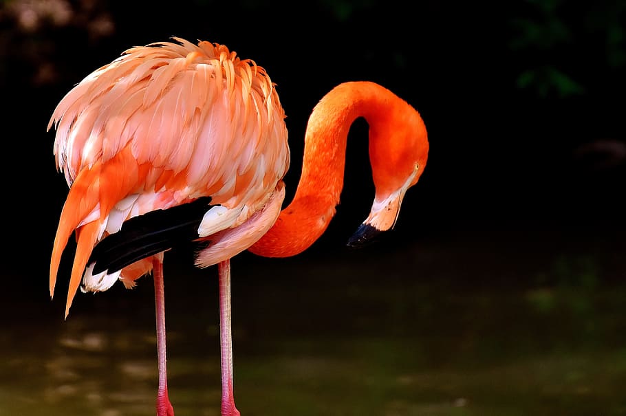 Flamingo Beside Body Of Water, Water Bird, Colorful, - Flamingo De - HD Wallpaper 