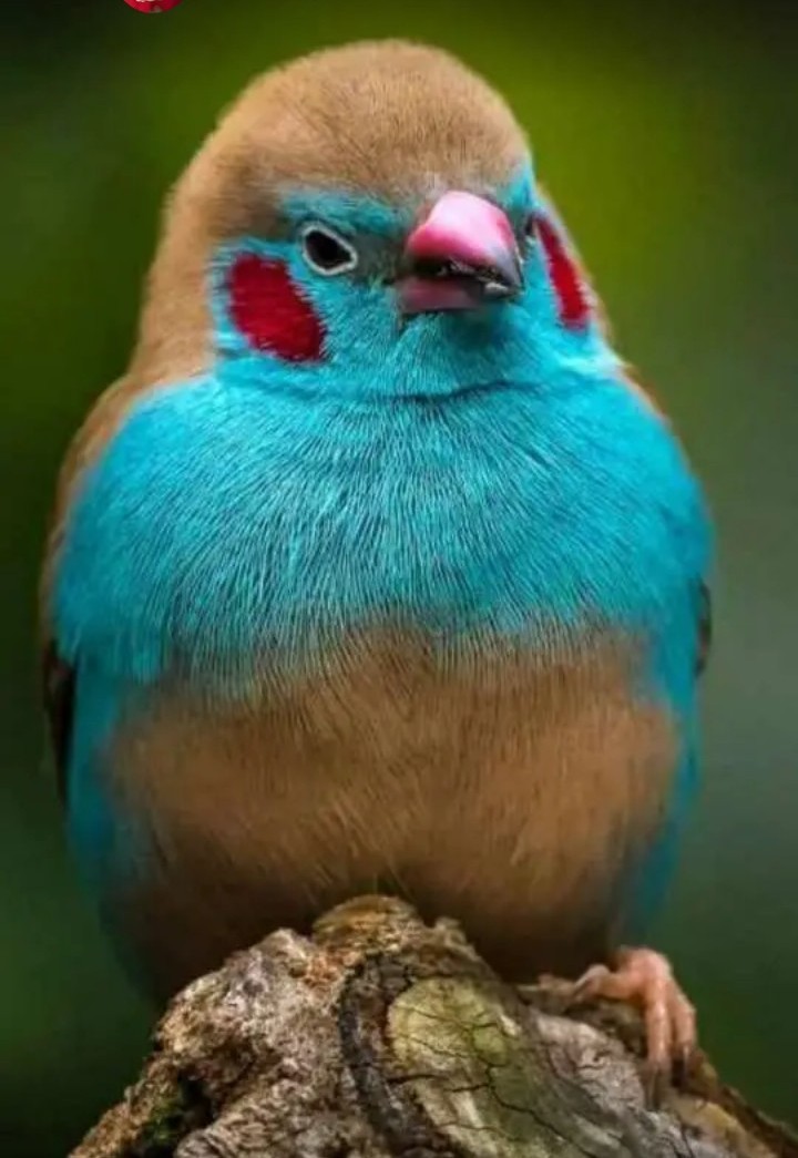 Cute Bird Wallpaper Animal Wallpaper Image - HD Wallpaper 