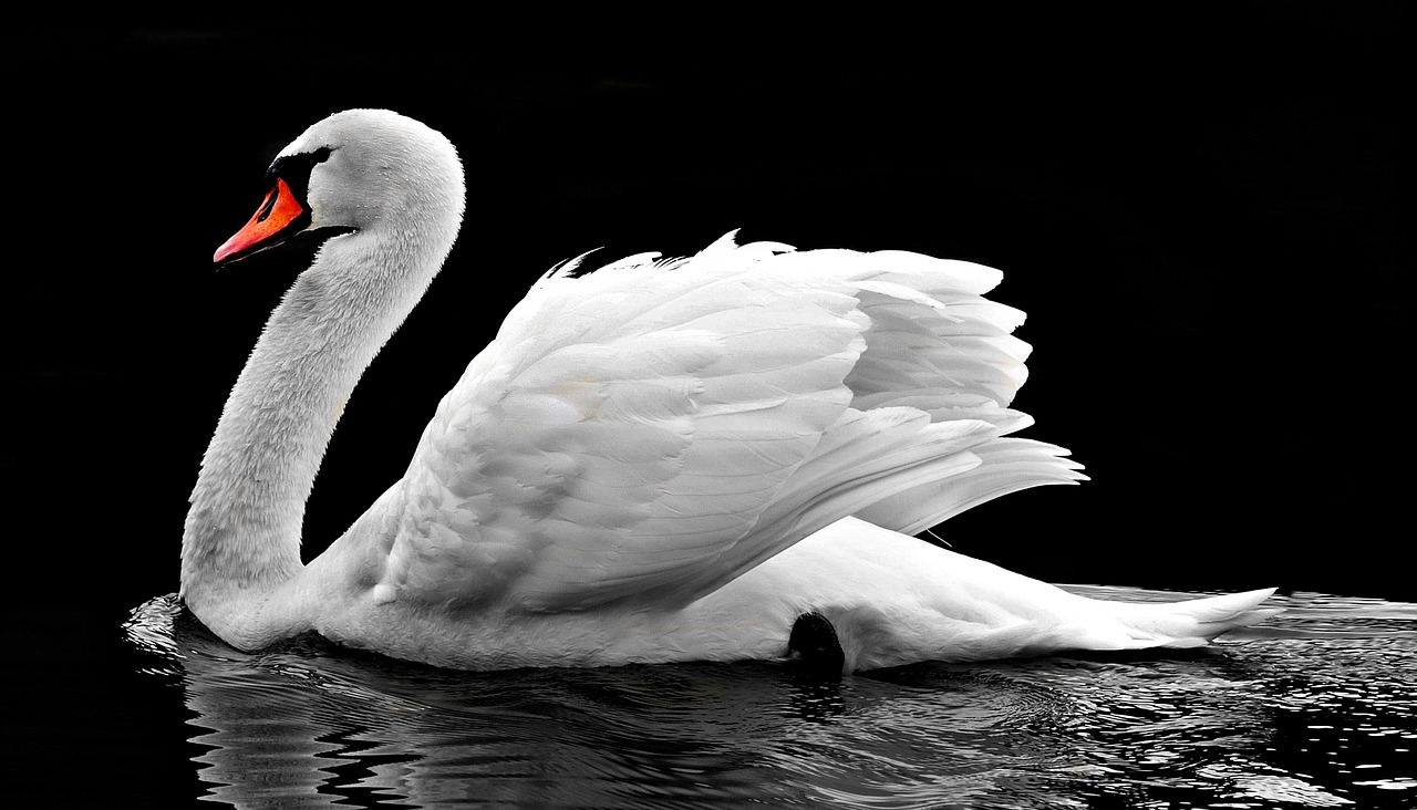 Swan-2107052 1280 - Black And White Swan Photography - HD Wallpaper 