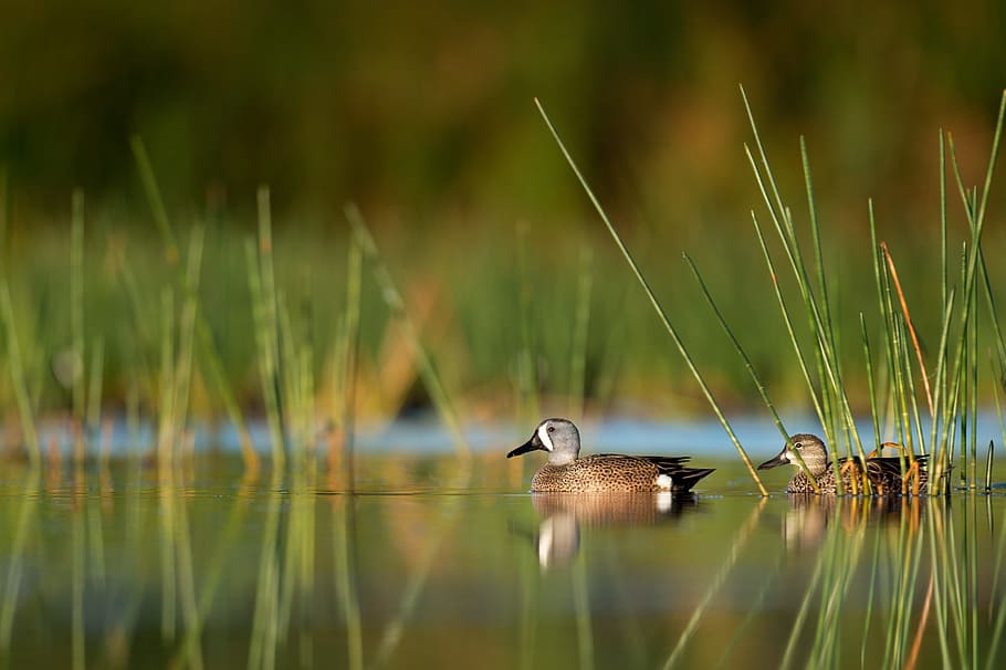 Duck In Pond With Reed - HD Wallpaper 