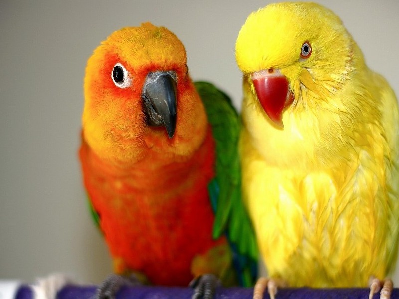 *** Colorful Birds *** Wallpaper - Hd Wallpaper Parrot Couple - HD Wallpaper 