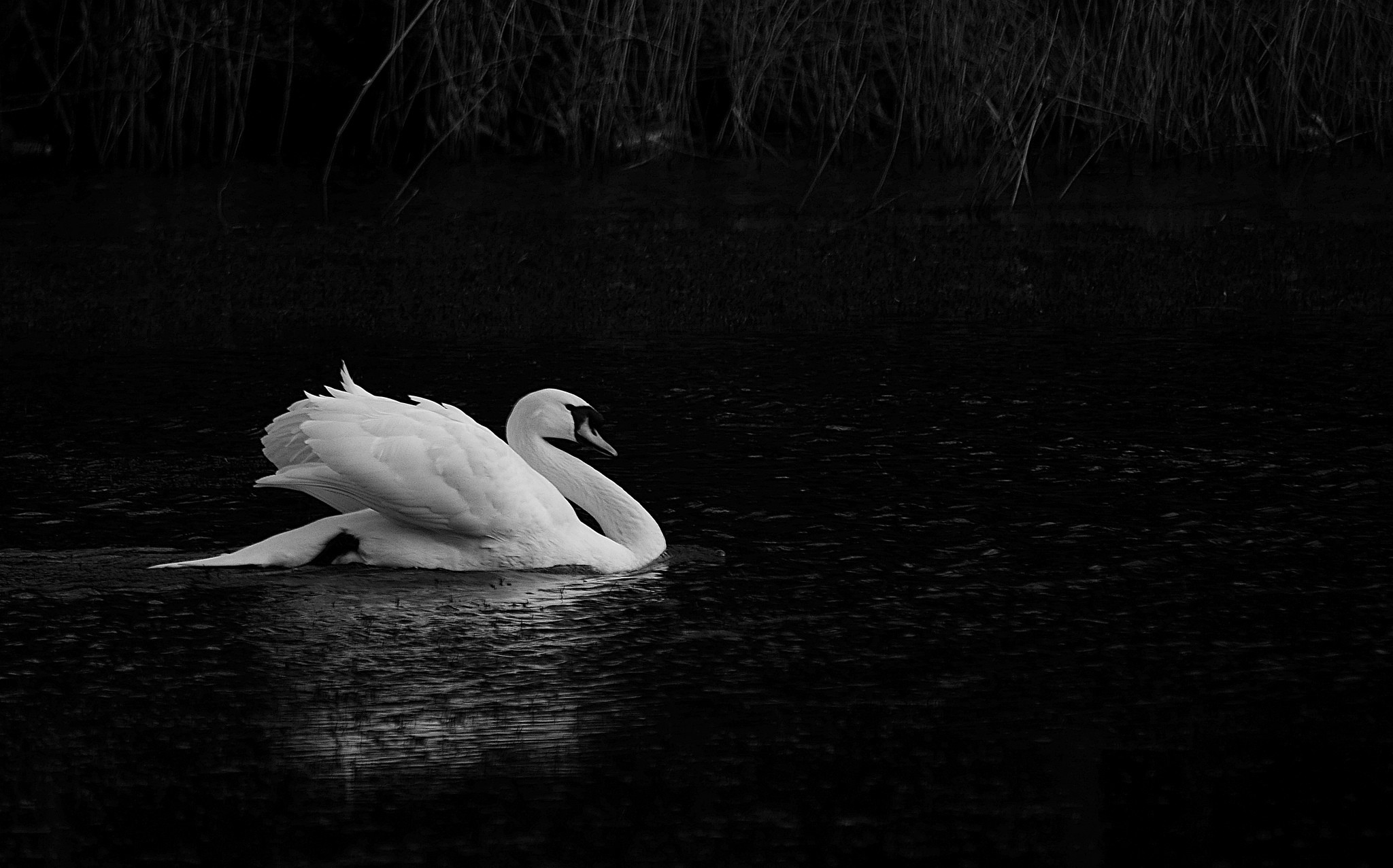 Mute Swan Wallpaper 
 Data Src Swan Wallpaper For Ipad - Swan Wallpaper Black And White - HD Wallpaper 