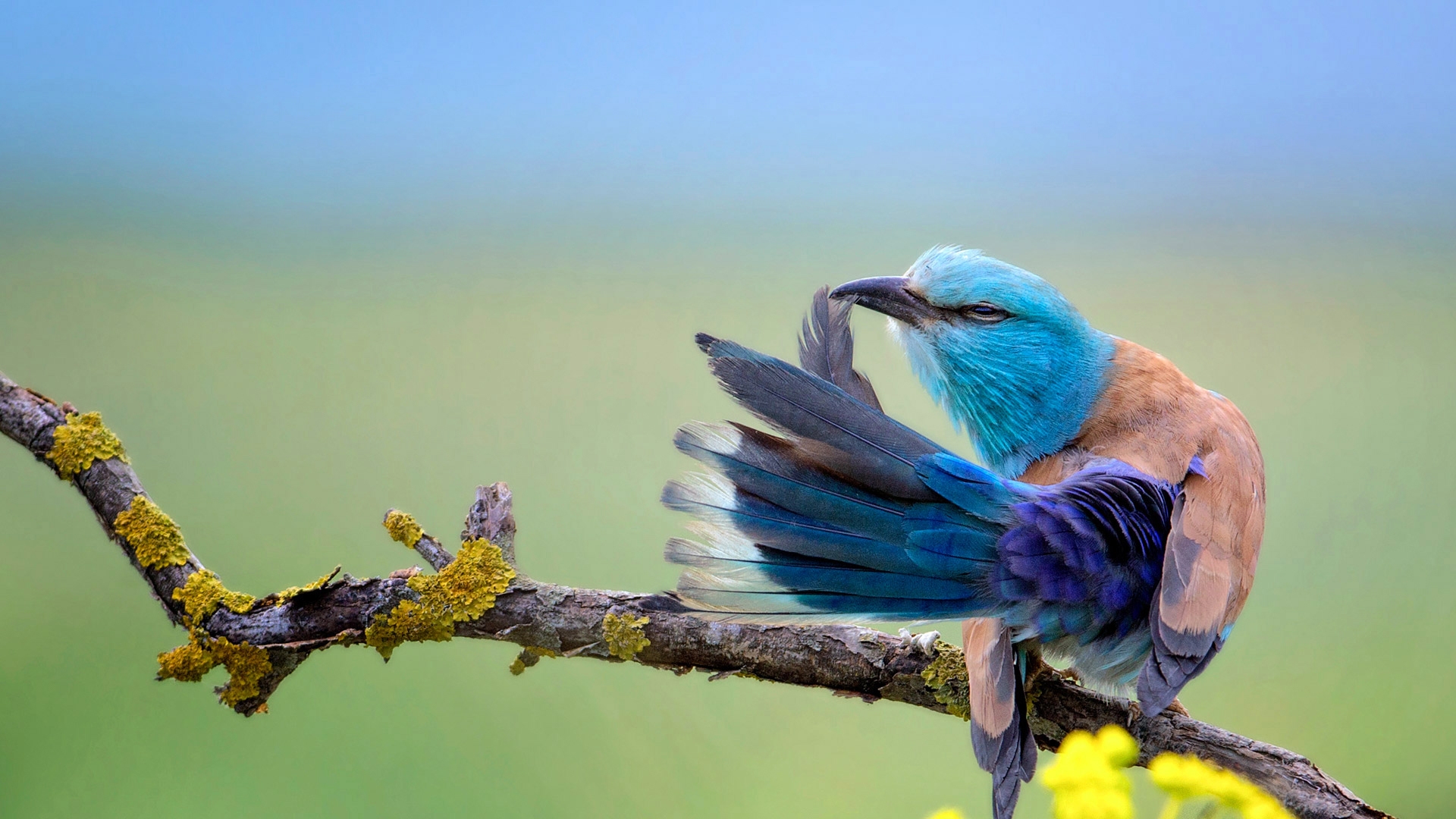 Colorful Bird, Feathers, Branch, Birds - Ubuntu 16 Widgets Note - HD Wallpaper 
