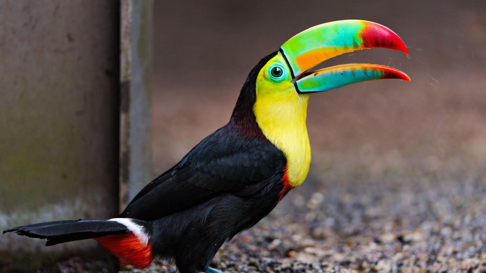 Toucan Bird Colorful - HD Wallpaper 