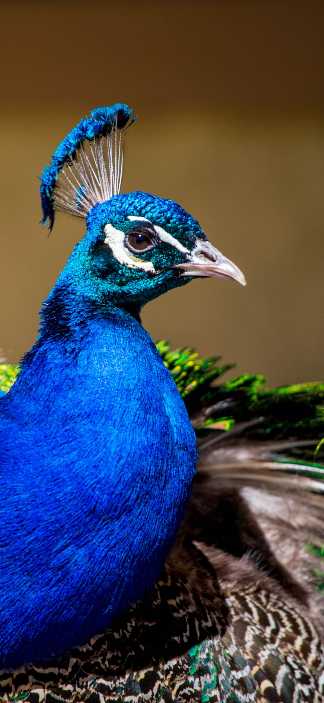 Peacock, Colorful Bird, Plumage, Wallpaper - HD Wallpaper 
