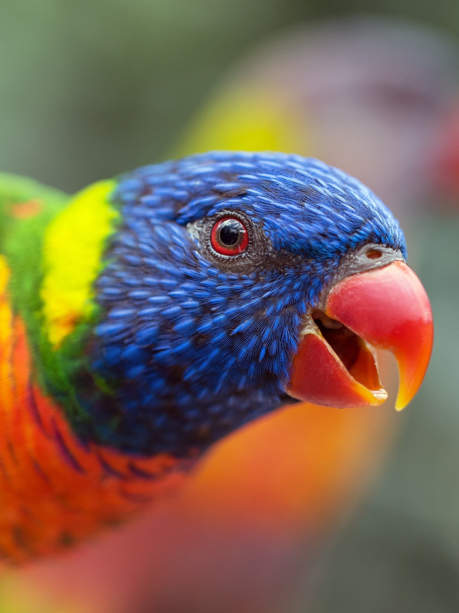 Loriini Parrot, Colorful, Birds - Colourful Birds Wallpapers Download - HD Wallpaper 