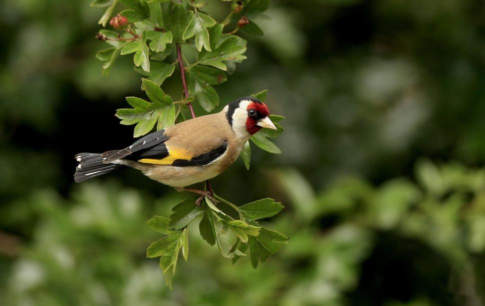 *** Beautiful Colorful Bird *** Wallpaper,birds Hd - Chitwan Bird - HD Wallpaper 