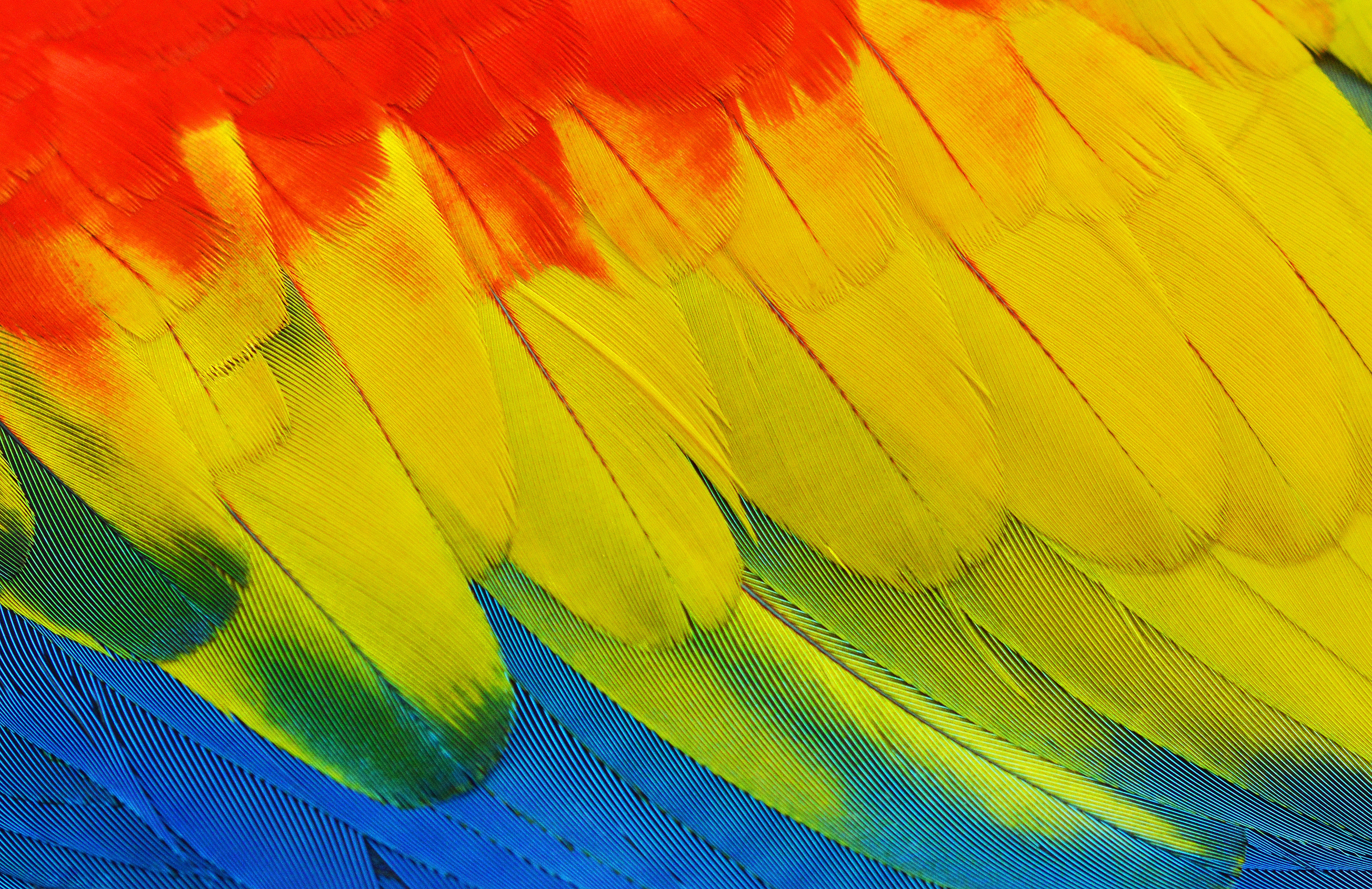 Colourful Bird Wallpaper - HD Wallpaper 