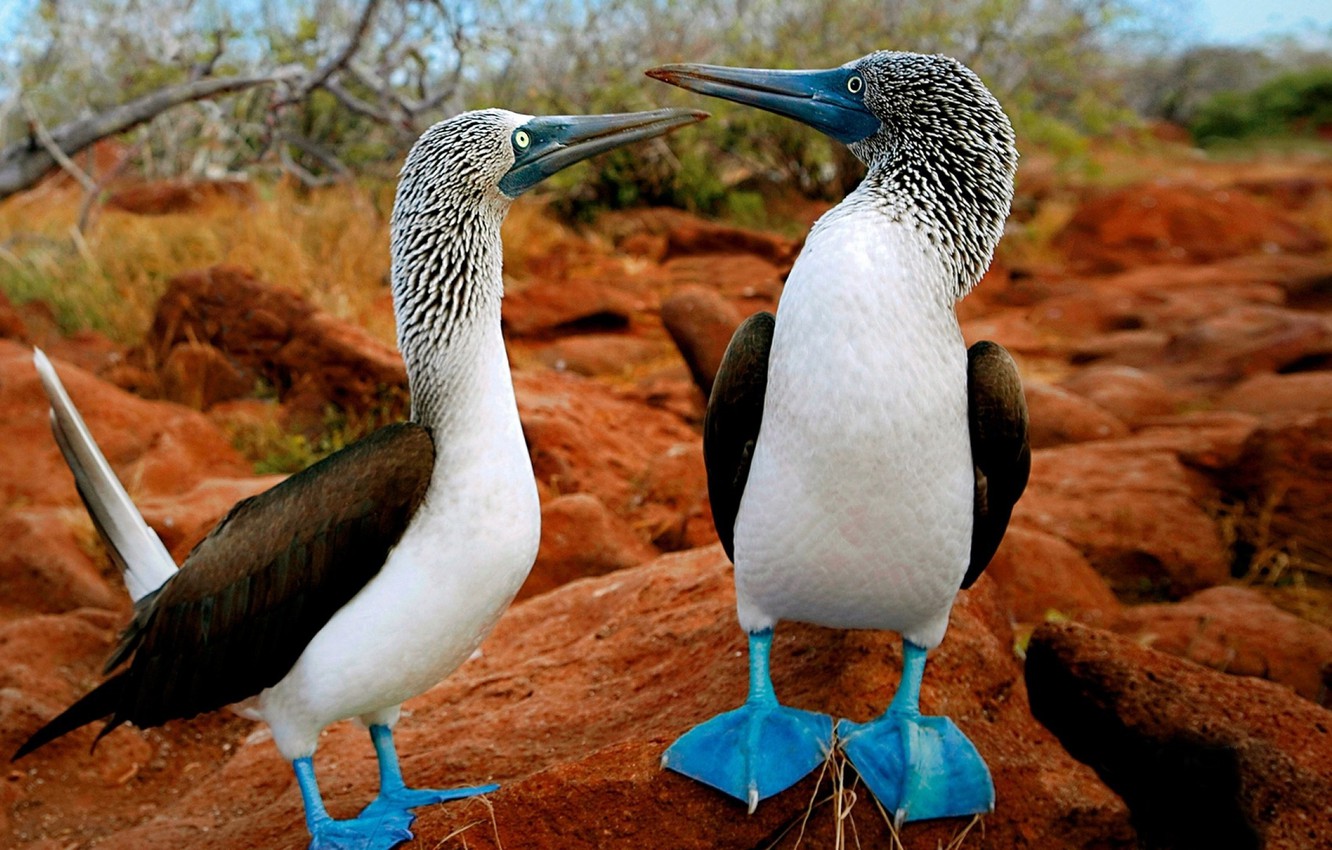 Photo Wallpaper Bird, Blue, Animal, Trees, Stones, - Galapagos Islands Ecuador Animals - HD Wallpaper 