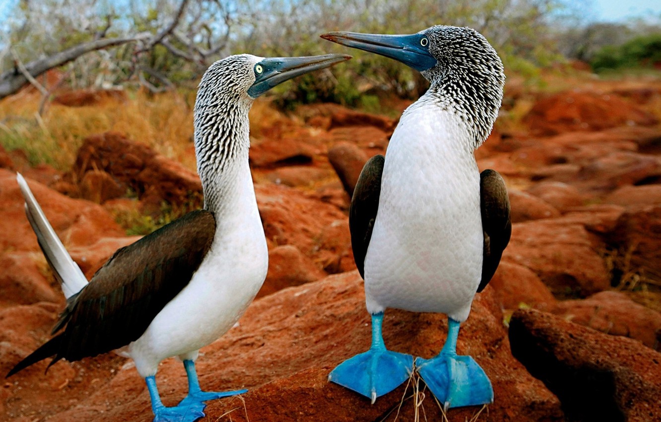 Photo Wallpaper Bird, Blue, Animal, Trees, Stones, - Galapagos Islands Ecuador Animals - HD Wallpaper 