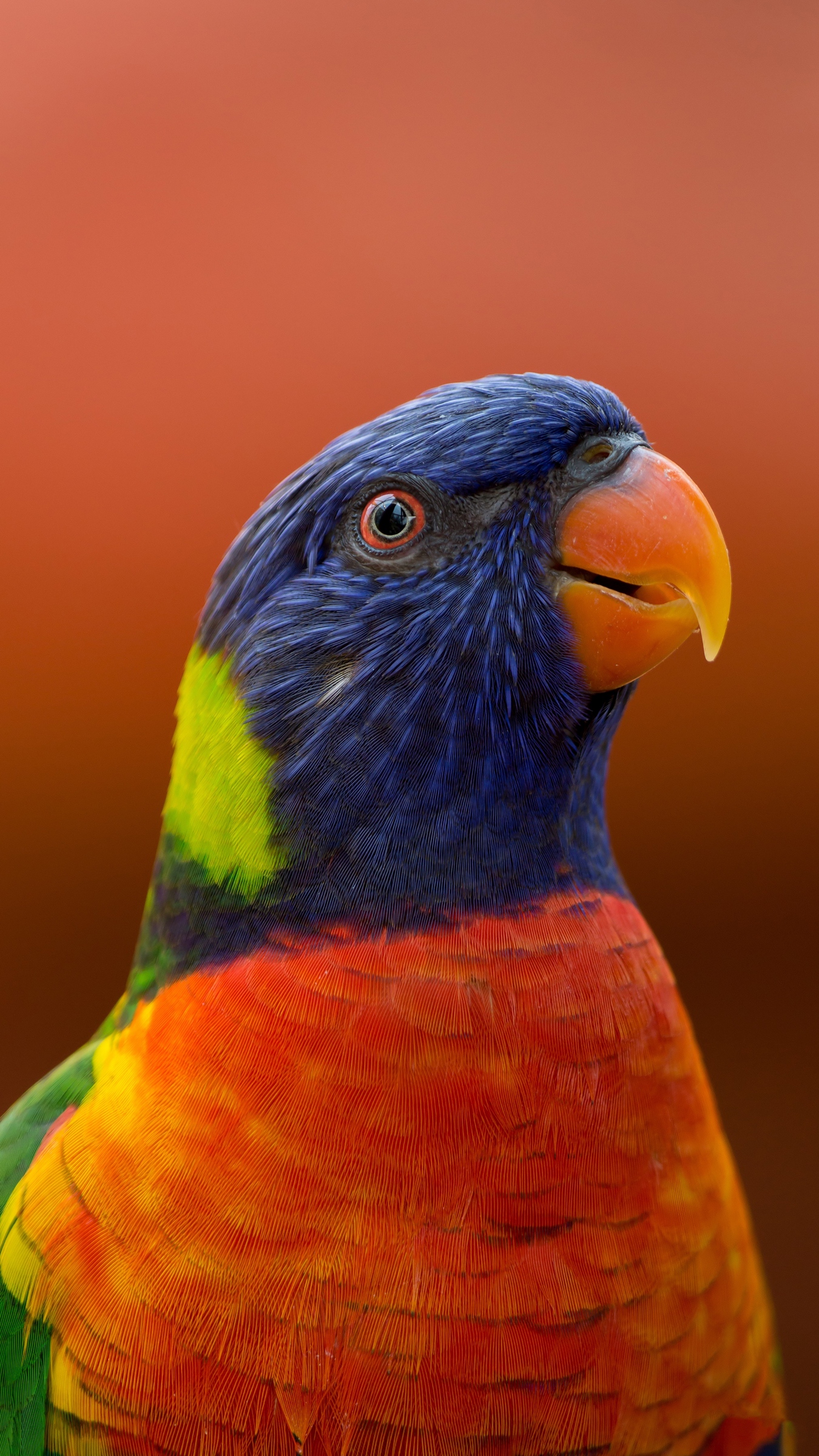 Wallpaper Parrot, Bird, Beak, Wildlife, Exotic - Animals That You Can Keep  As Pets - 1350x2400 Wallpaper 
