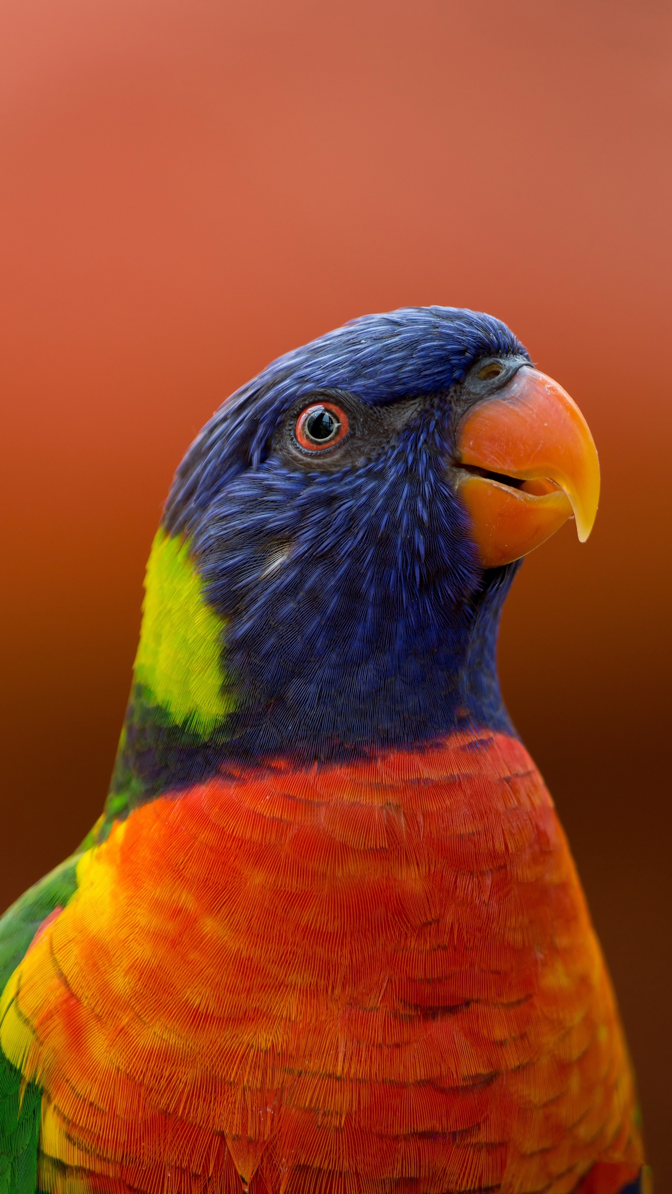 Wallpaper Parrot, Bird, Beak, Wildlife, Exotic - Animals That You Can Keep As Pets - HD Wallpaper 