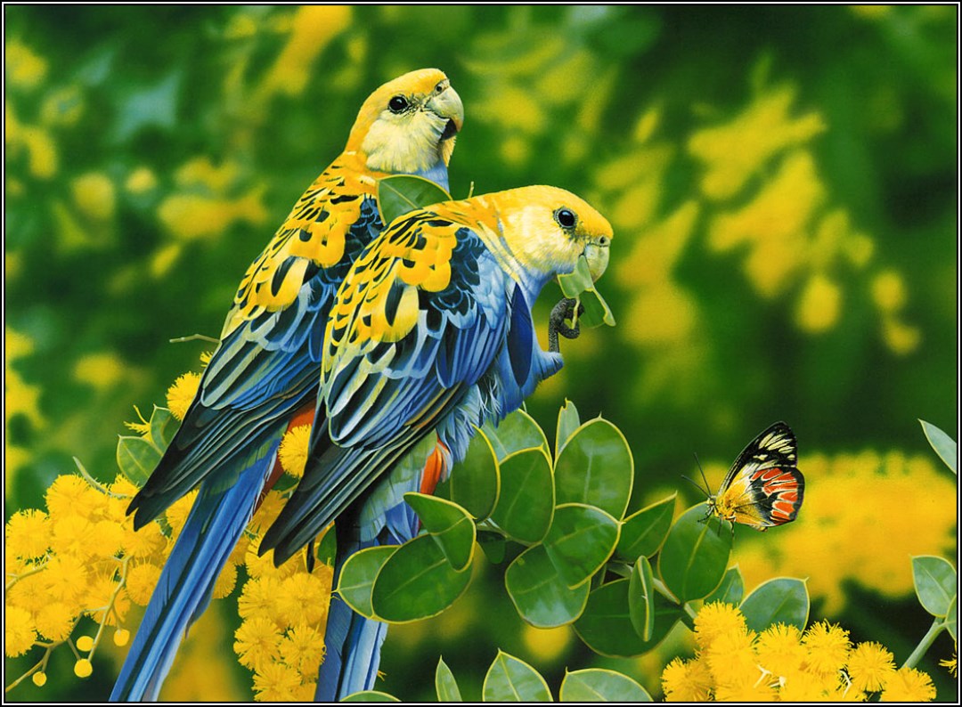Beautiful Birds Wallpapers For Laptop Jpg - Beautiful Yellow Birds Hd - HD Wallpaper 