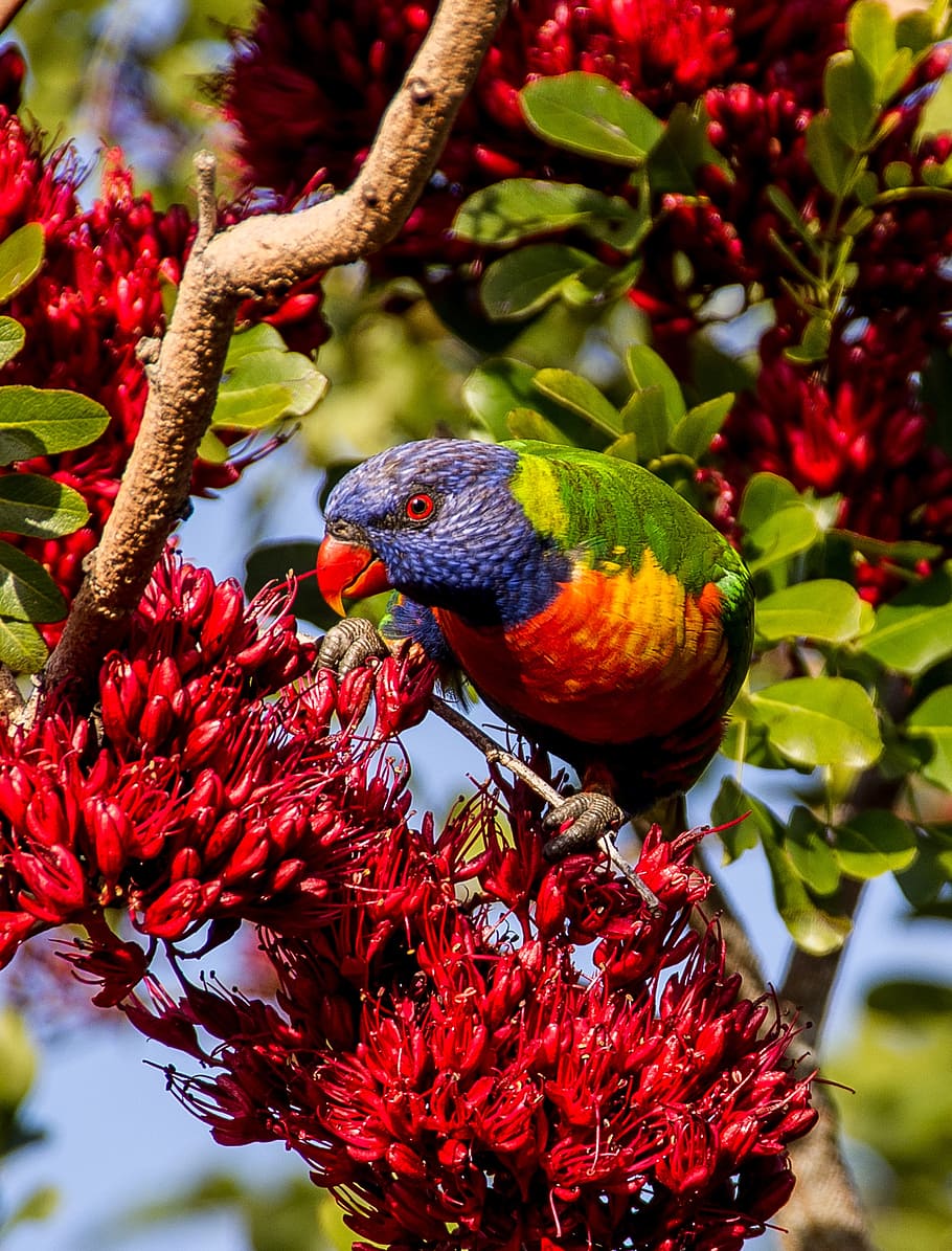 Rainbow Lorikeet, Parrot, Colourful, Bird, Australian, - Parrot On A Tree - HD Wallpaper 