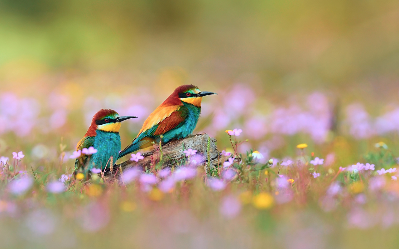 Spring Flowers And Birds - HD Wallpaper 