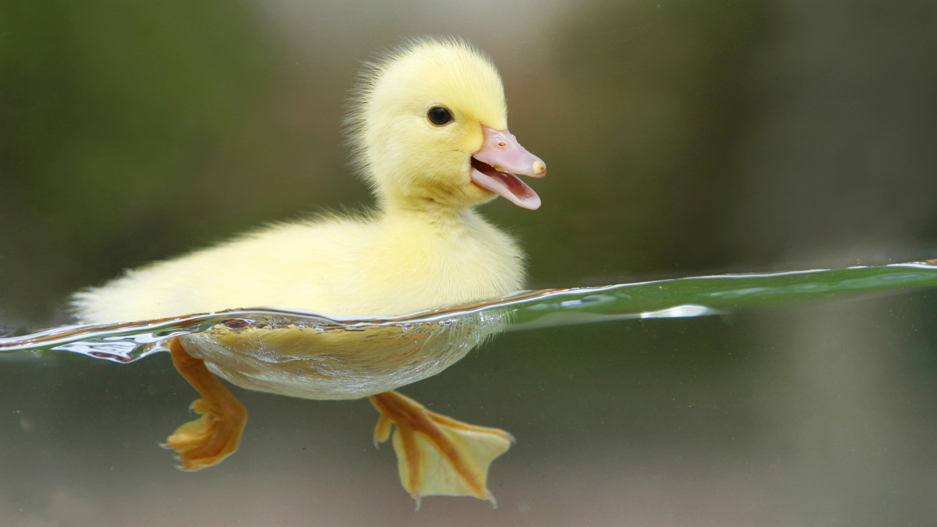 Animals Amp Birds Beautiful Birds Wallpapers - Hd Animal - 1920x1080 Wallpaper Animals Amp Birds Beautiful Birds Wallpapers - Hd Animal - 1920x1080 Wallpaper
