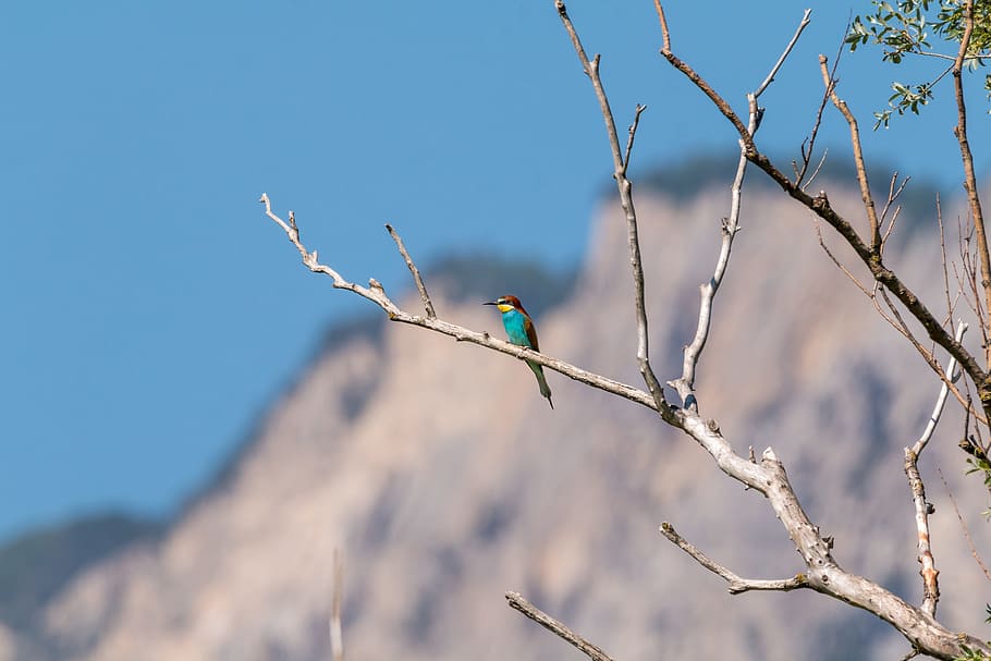 European Bee Eater, Bird, Colorful, Colorful Birds, - Birds - HD Wallpaper 