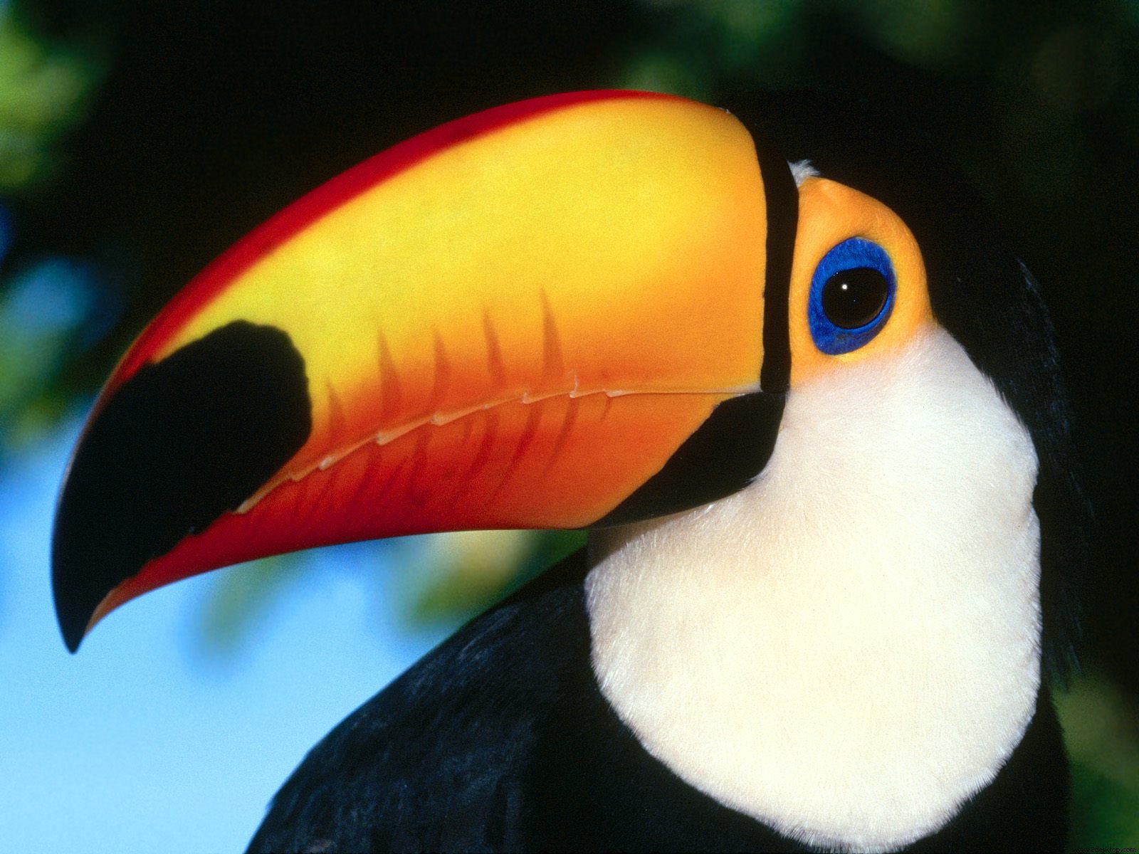 Toco Toucan Hd - HD Wallpaper 