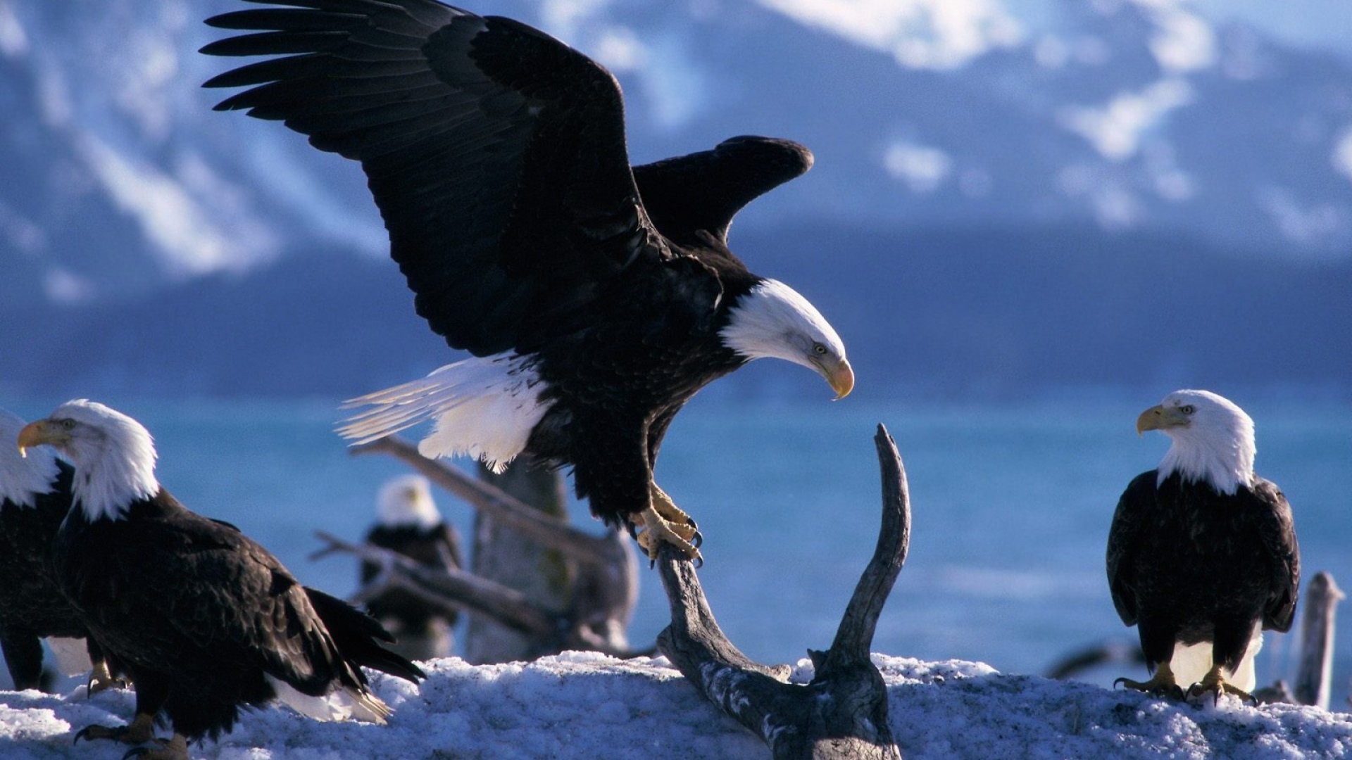 High Resolution Bald Eagle - HD Wallpaper 