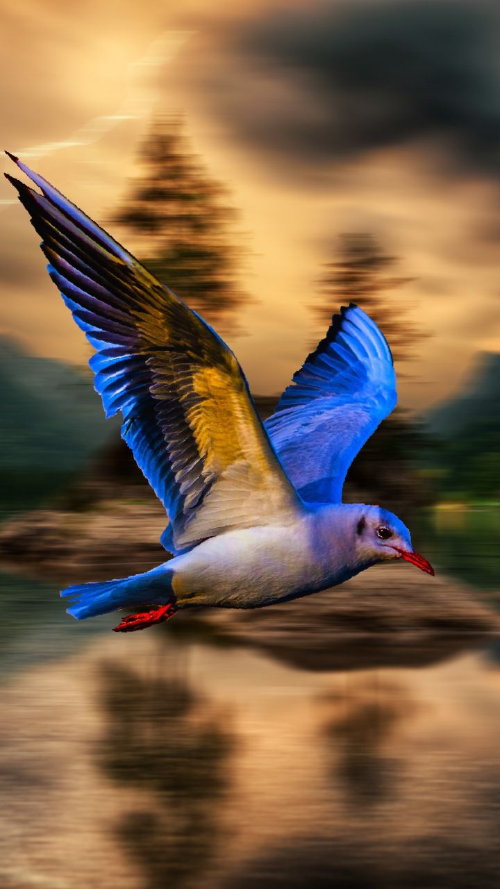 Hd Blur Bird Background - HD Wallpaper 