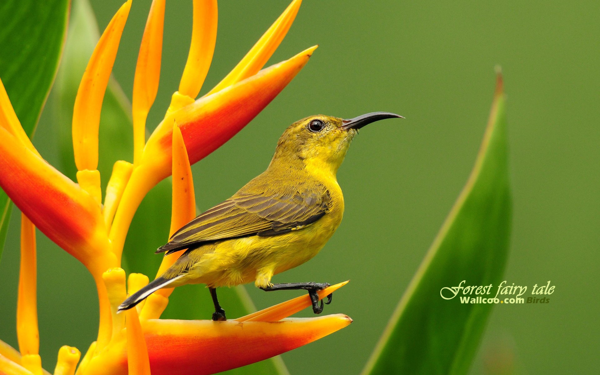 Bird Beautiful Picture Download - HD Wallpaper 