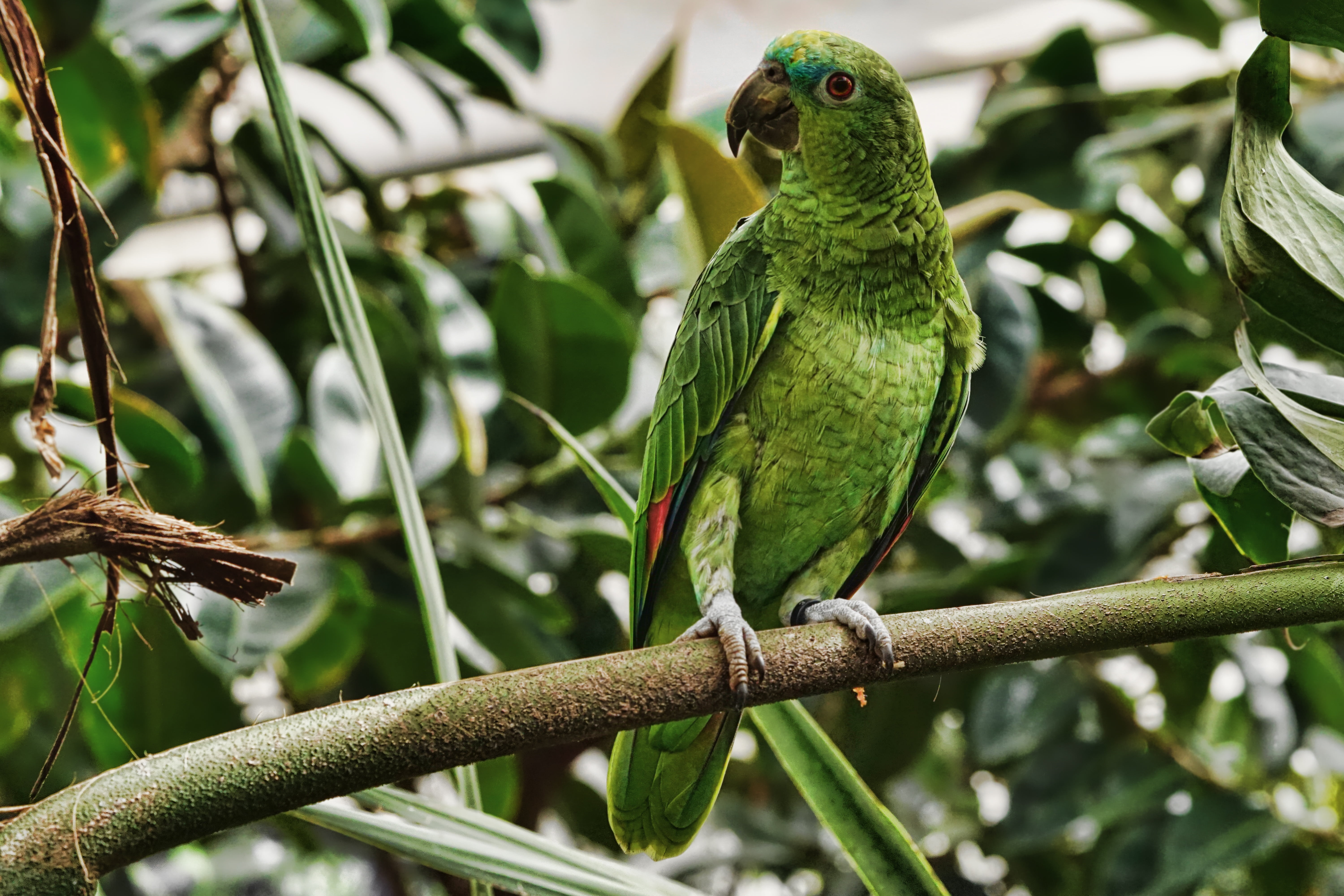 Exotic Bird Wallpaper - HD Wallpaper 