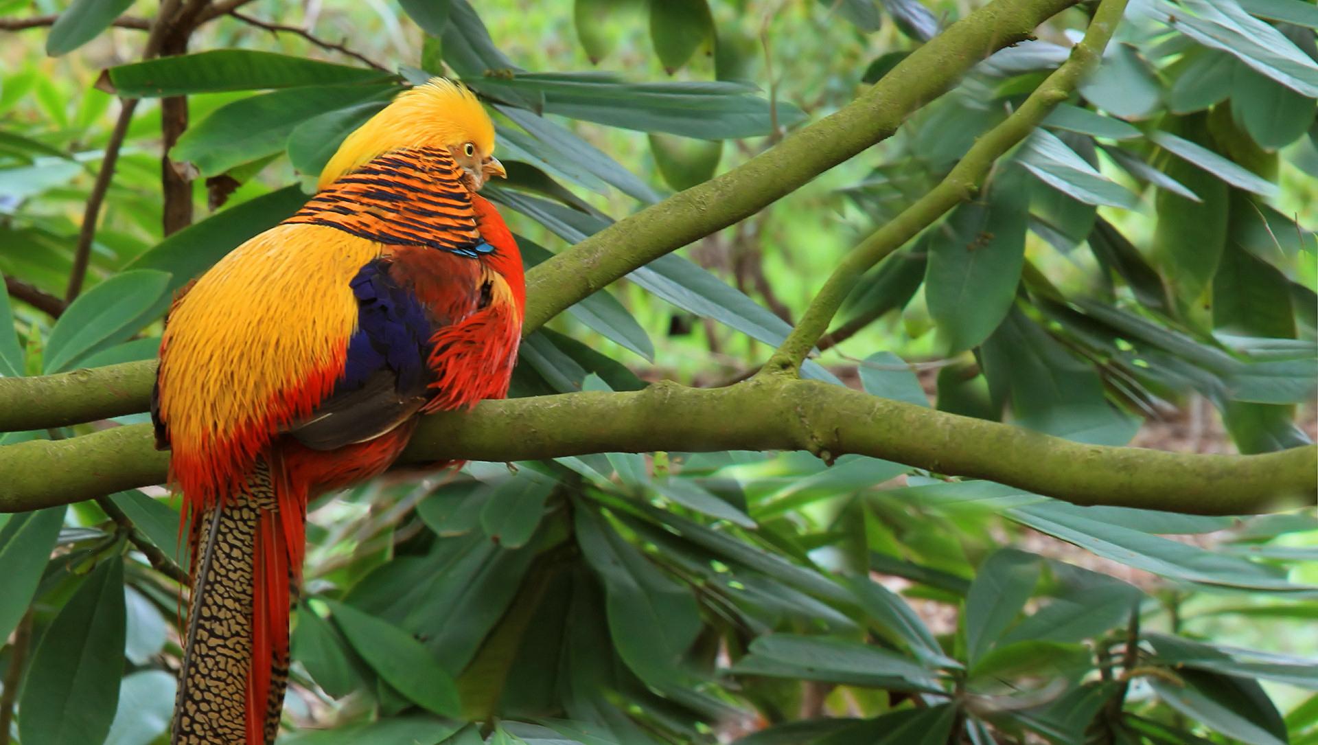 Colourful Tropical Bird - Wallpaper - HD Wallpaper 