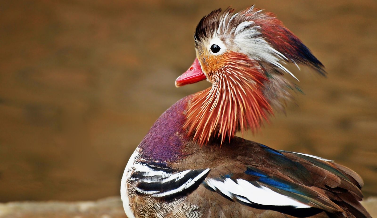 Beautiful Outdoors Animal Bird Wildlife Colorful Colourful - Mandarin Duck - HD Wallpaper 