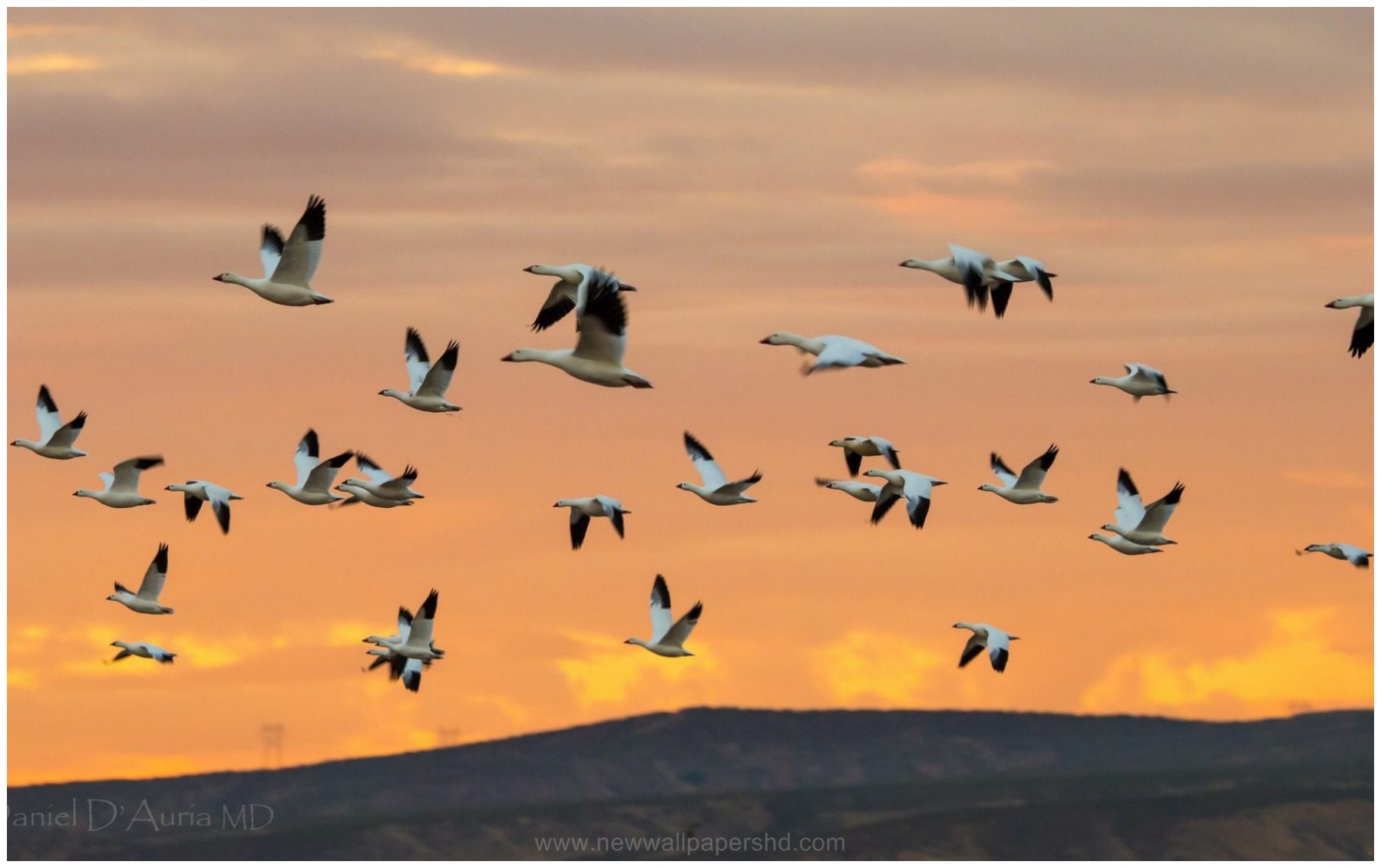 Image For Flock Of Birds Flying Hd Wallpaper - Flock - HD Wallpaper 