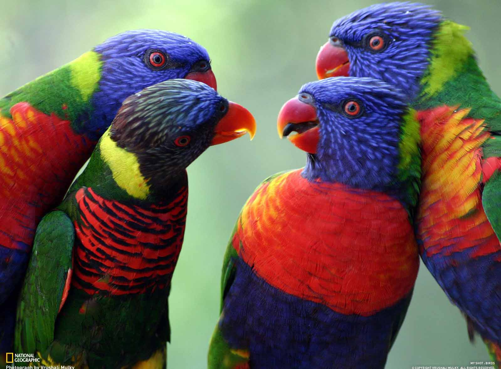 Beautiful Colorful Rainbow Lorikeet Family Bird Image - Rainbow Lorikeet - HD Wallpaper 