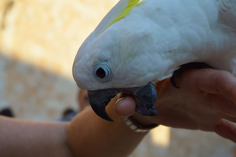 Parrot, Bird, Plumage, Colorful, Birds, Animal, Feather, - Parrot Biting Nails - HD Wallpaper 