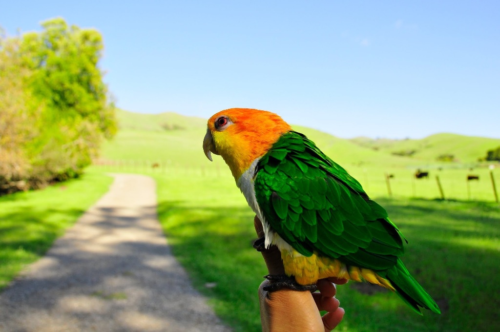 Colourful Parrot Birds - Parrot - HD Wallpaper 