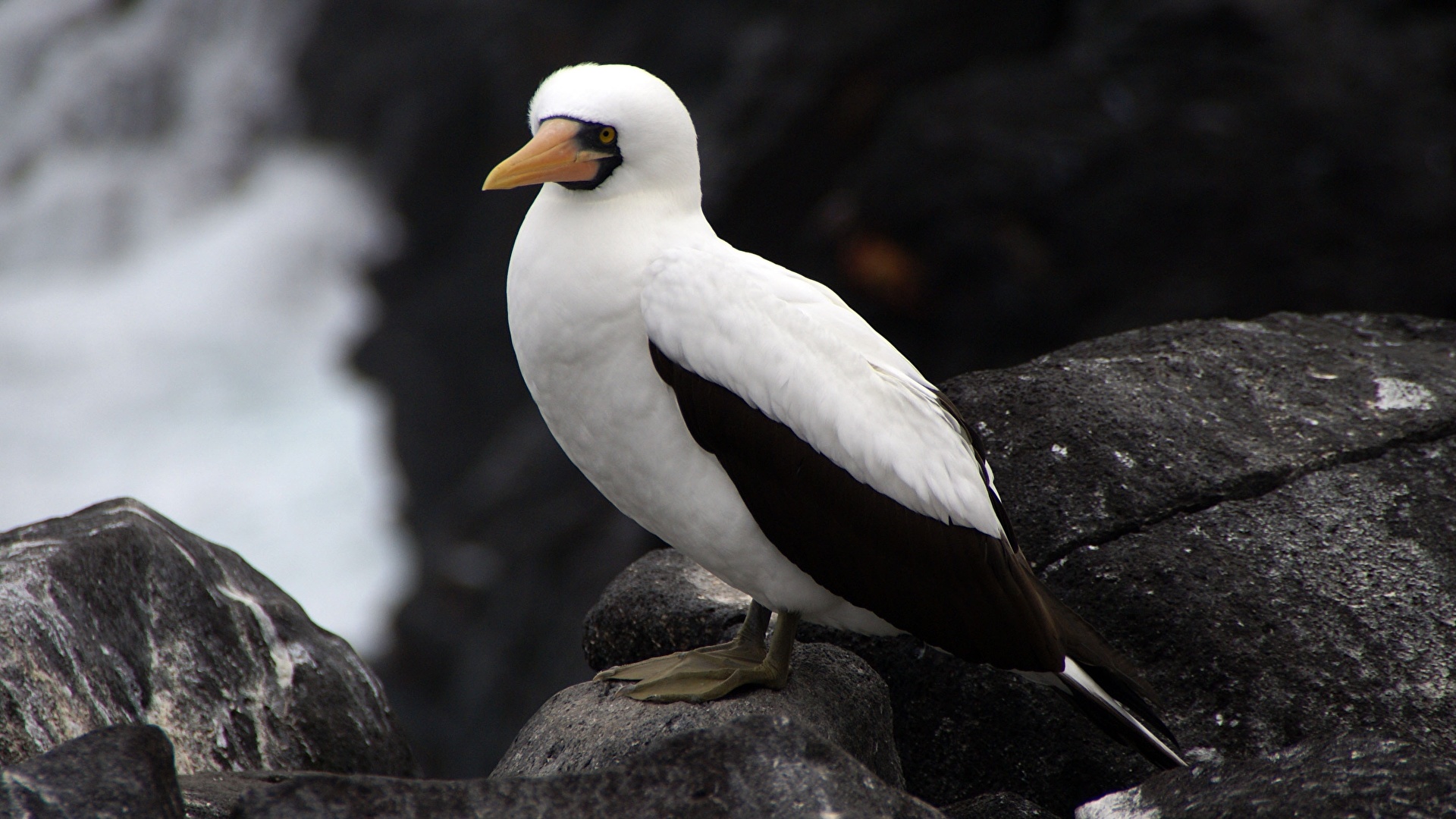 Birds - HD Wallpaper 