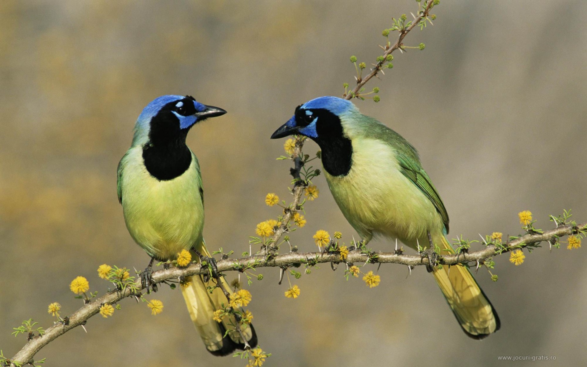 Tale Of 2 Birds - HD Wallpaper 