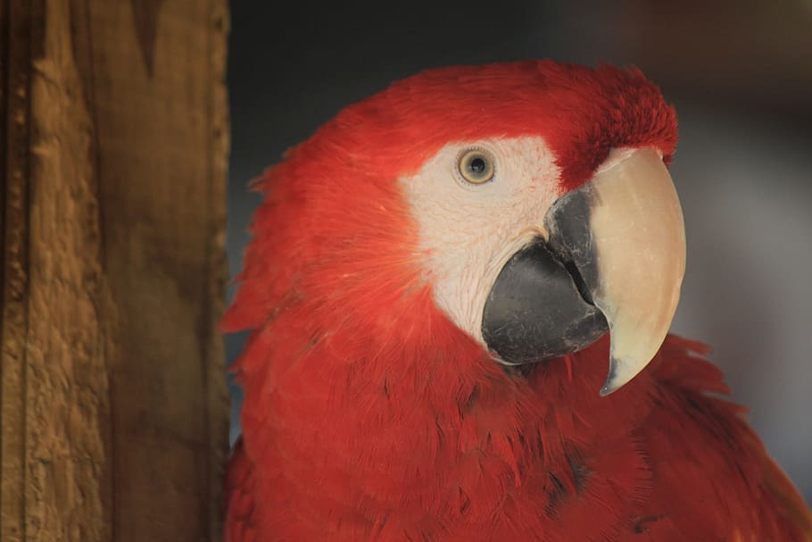 Macaw, Ave, Bird, Parrot, Animal, Tropical Bird, Exotic - Macaw - HD Wallpaper 
