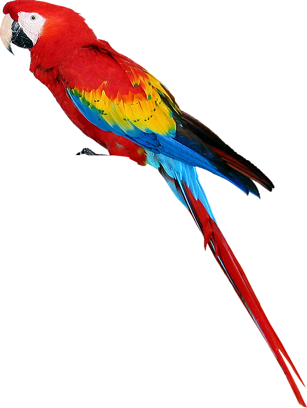 Vector Parrot Colourful Bird - Transparent Background Parrot Clipart - HD Wallpaper 