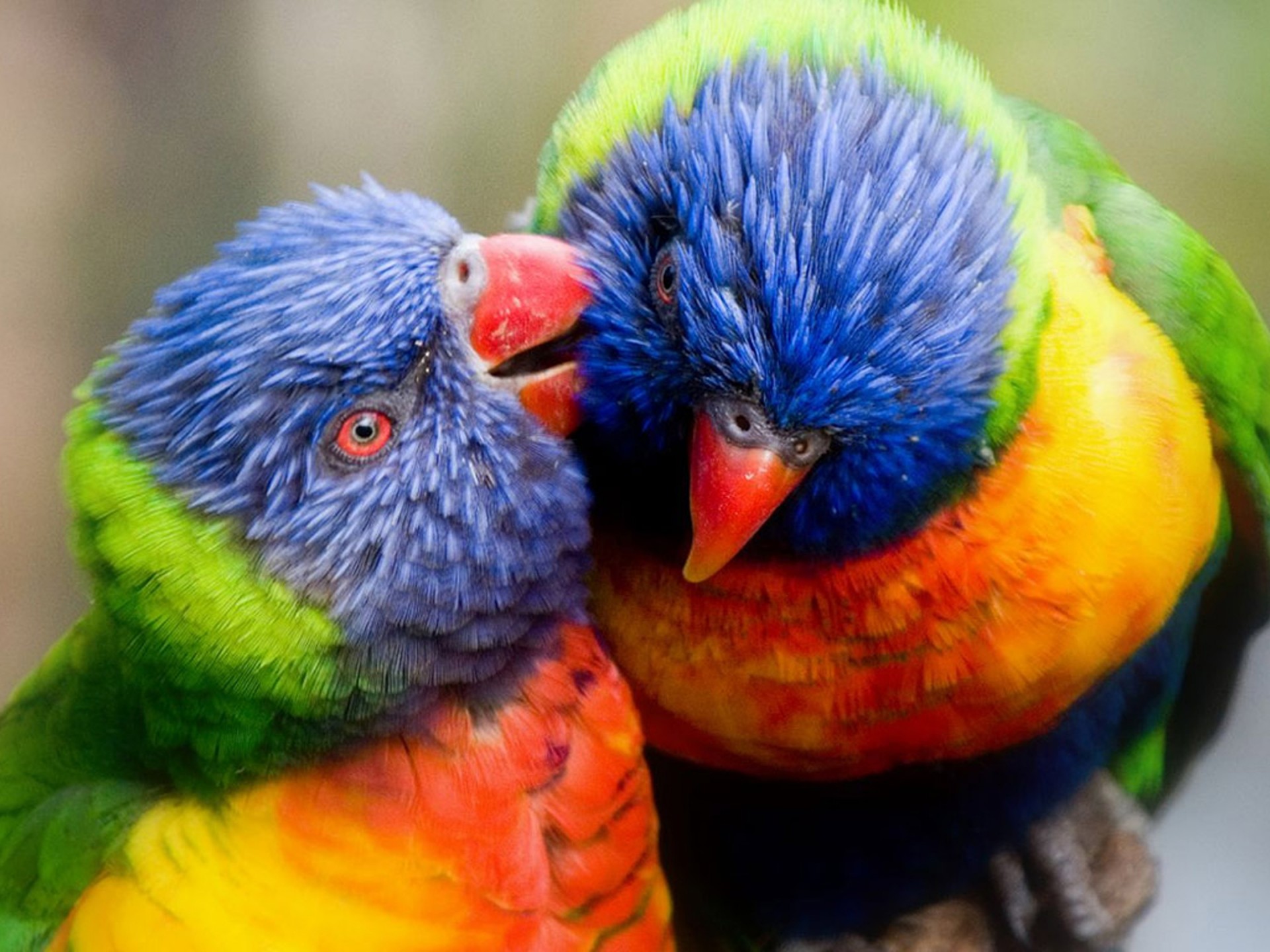 Lorikeet Cuddle - HD Wallpaper 