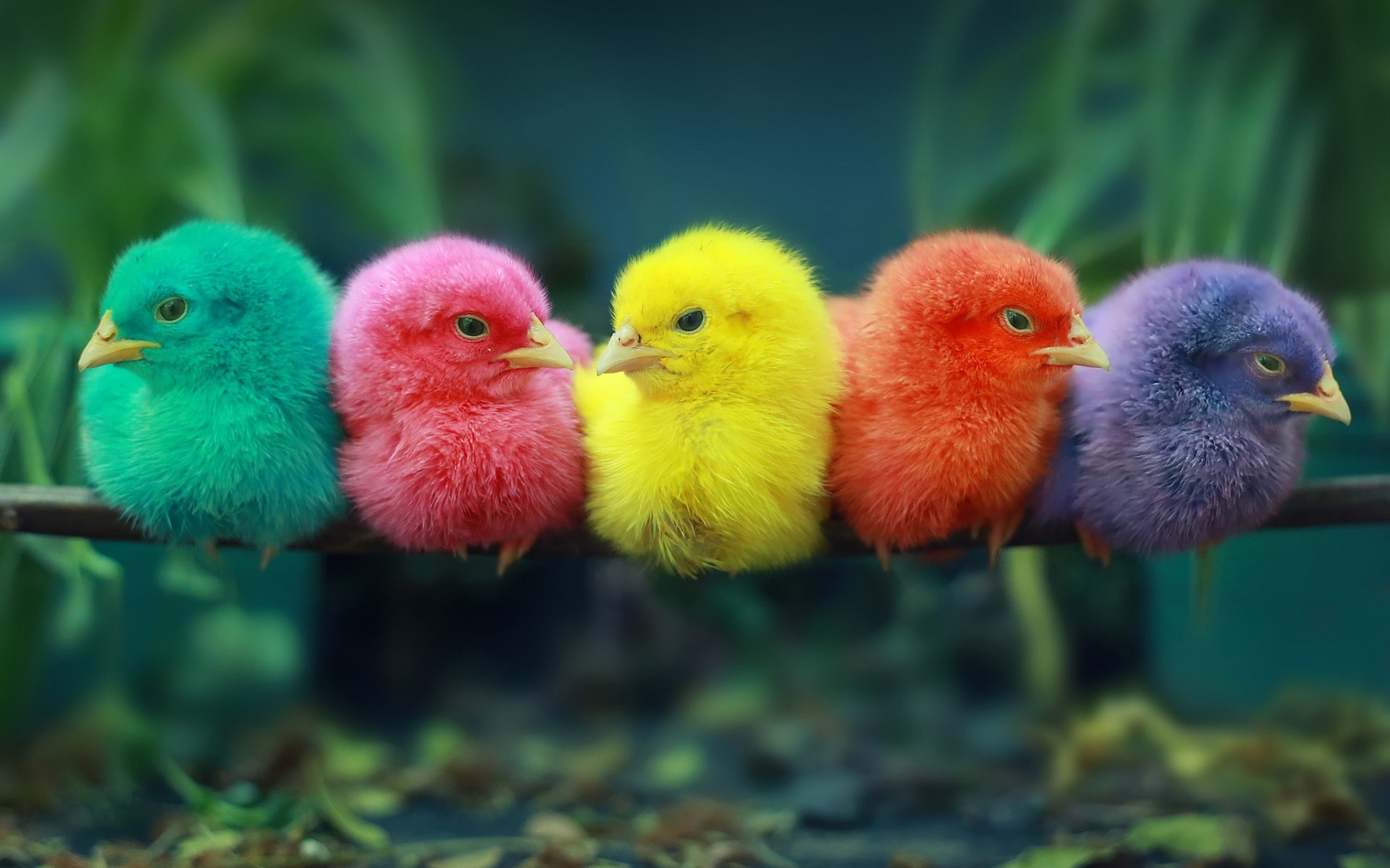 Colorful Chickens, Chicks, Rain Forest, Colorful Birds, - Easter Chicks Background - HD Wallpaper 