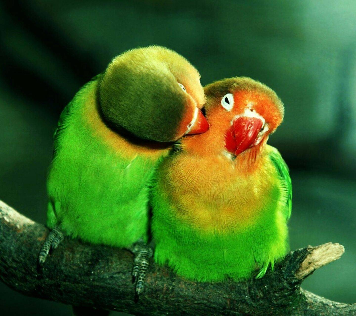 Love Bird Parrot - Love Birds Photos Hd - HD Wallpaper 