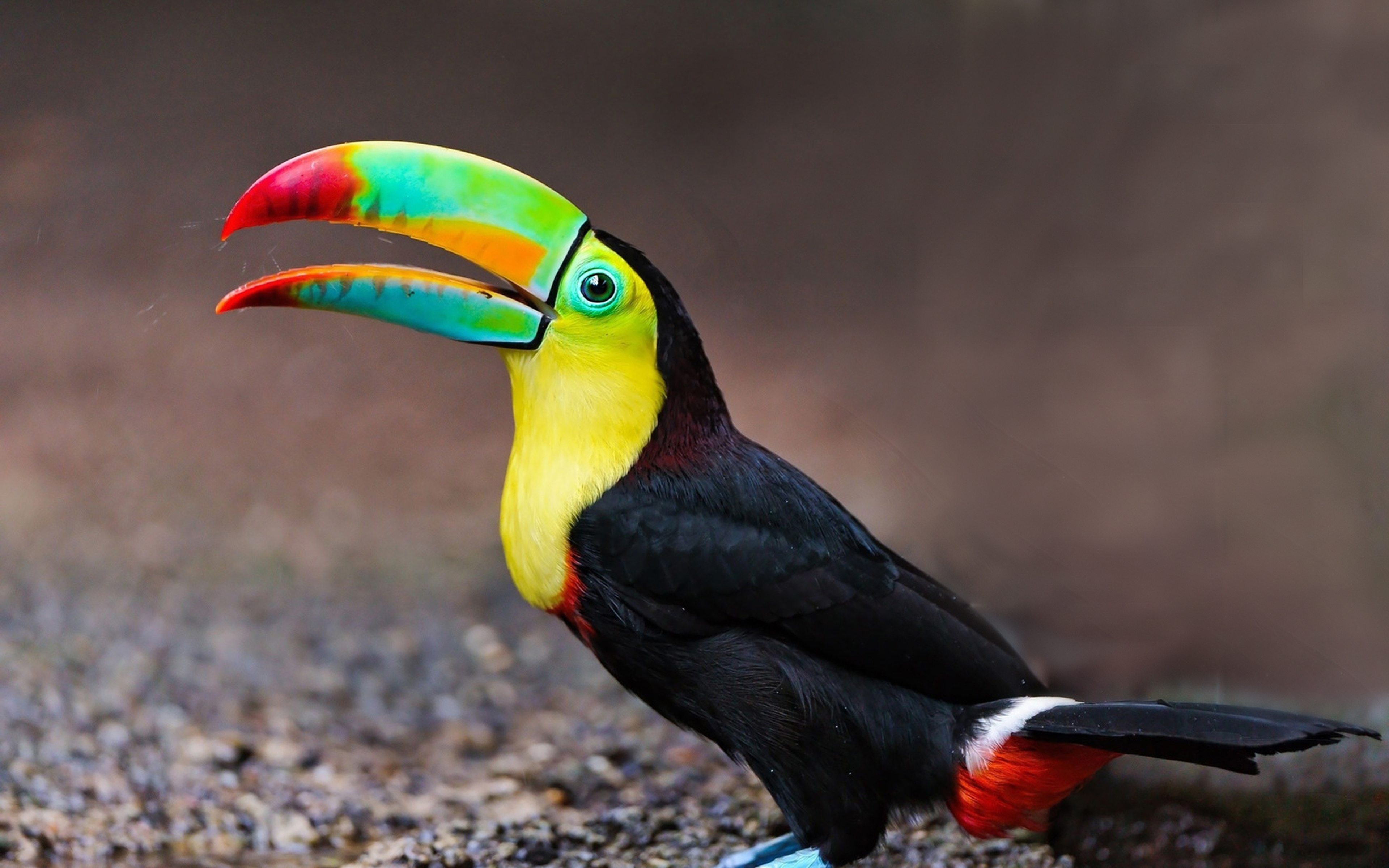 Long Colorful Beak Birds - HD Wallpaper 