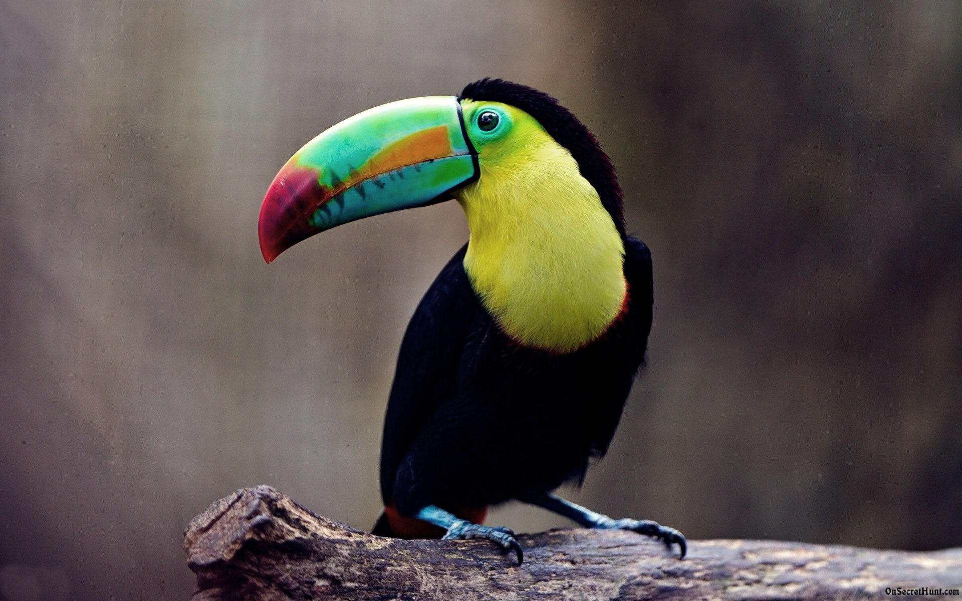 Colorful Toucan Bird Image - Toucan Bird Girl - HD Wallpaper 