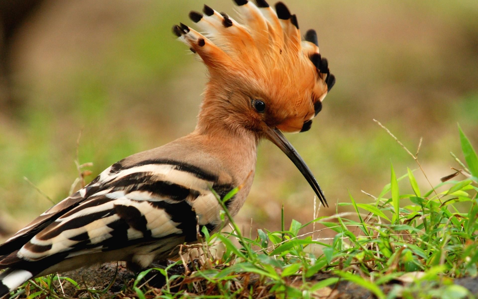 Hoopoe Bird Hd - HD Wallpaper 