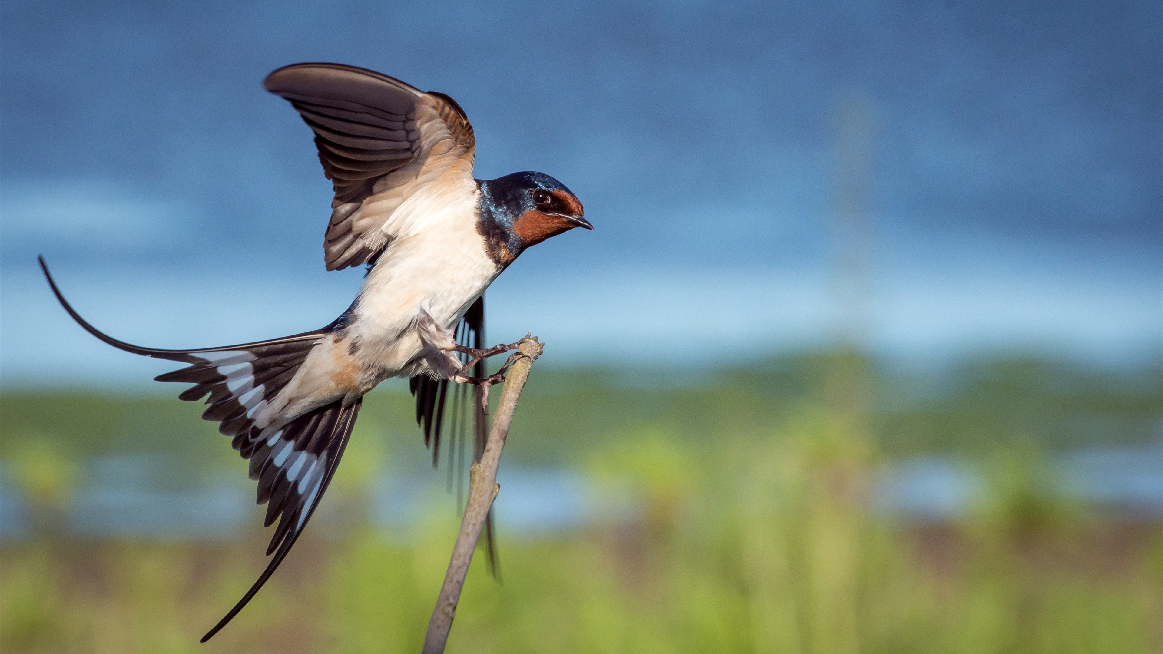 4k Wallpaper Background Of Beautiful Bird - Bird 4k - HD Wallpaper 