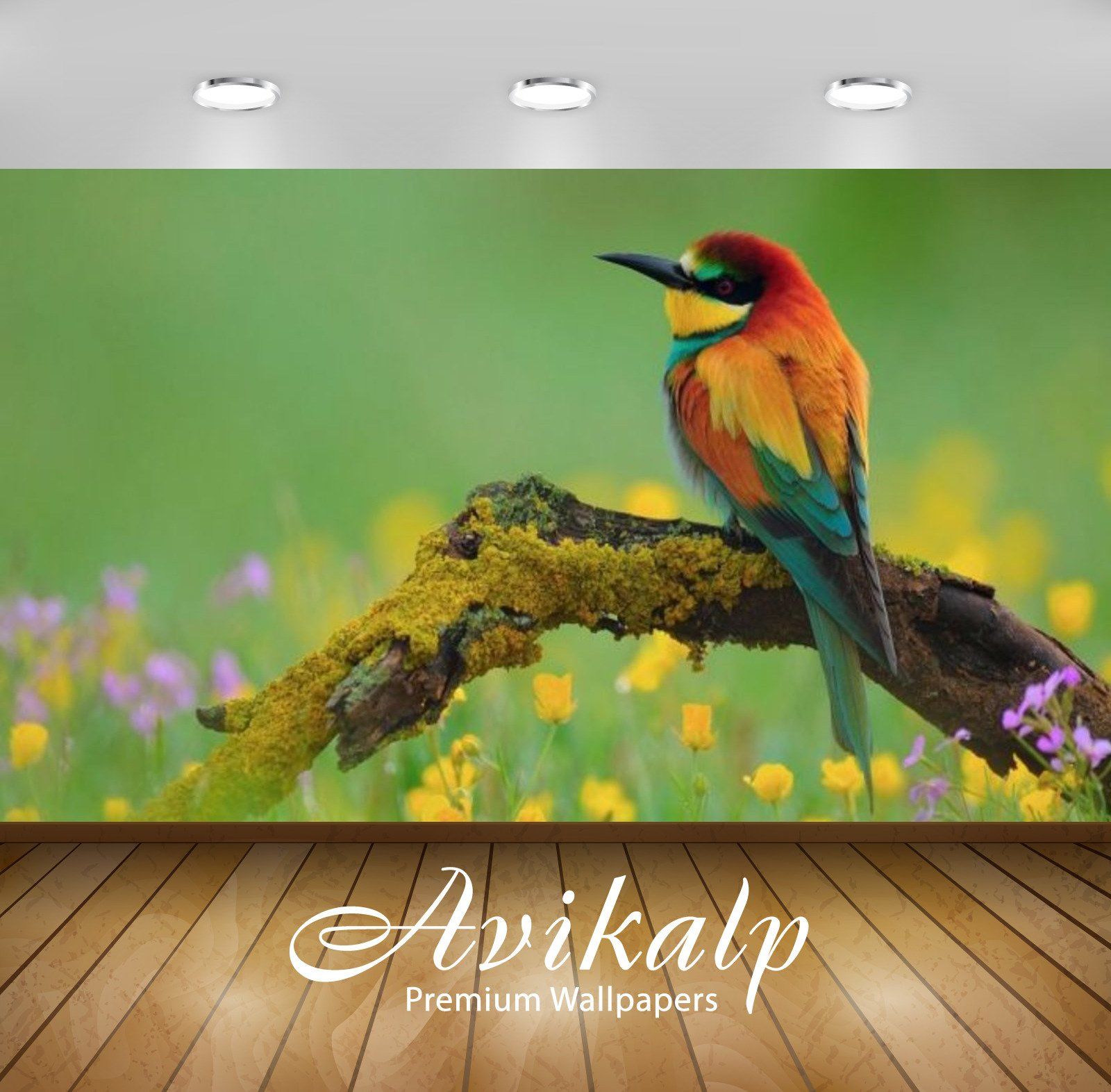 Colorful Bird - HD Wallpaper 