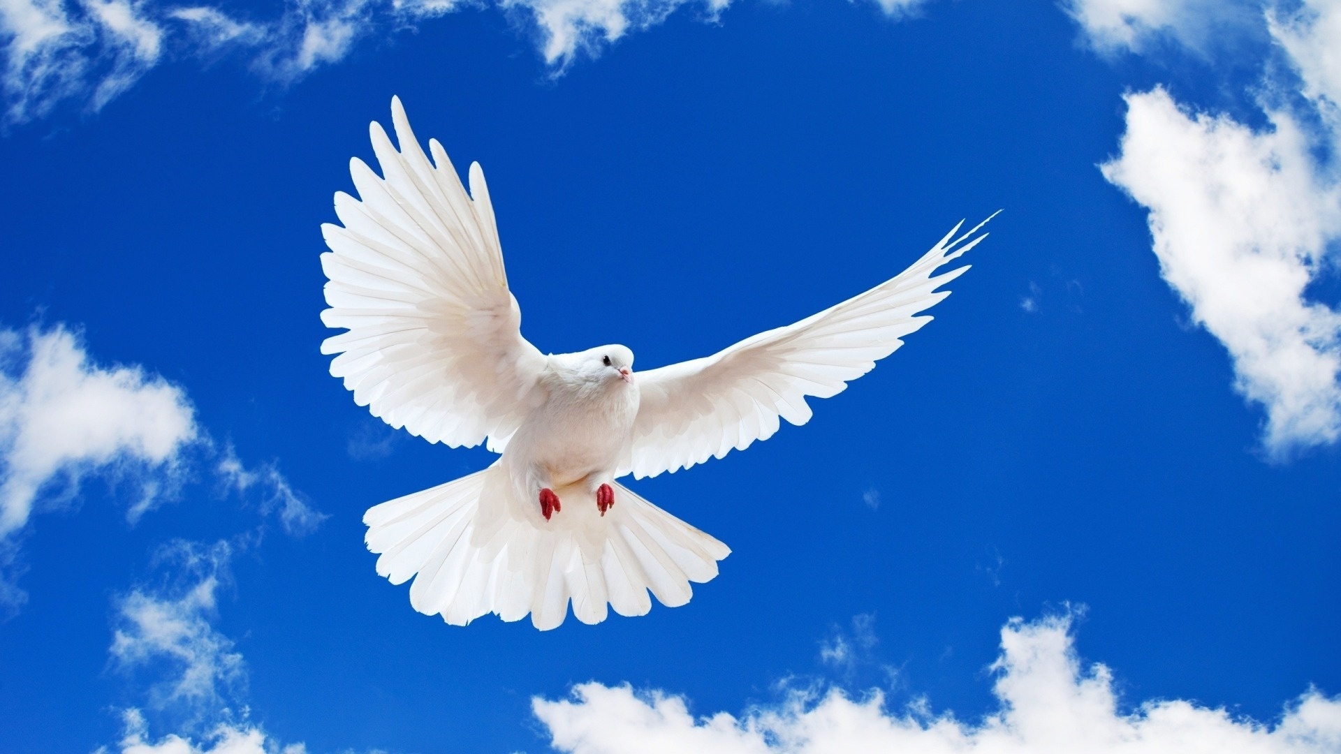Bird Of Peace Background 1080p,birds Hd Wallpaper For - Background Bird Image Hd - HD Wallpaper 