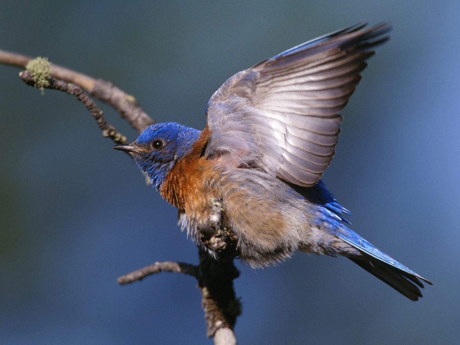 Desktop Colorful Birds Images Wallpaper - Western Bluebird - HD Wallpaper 