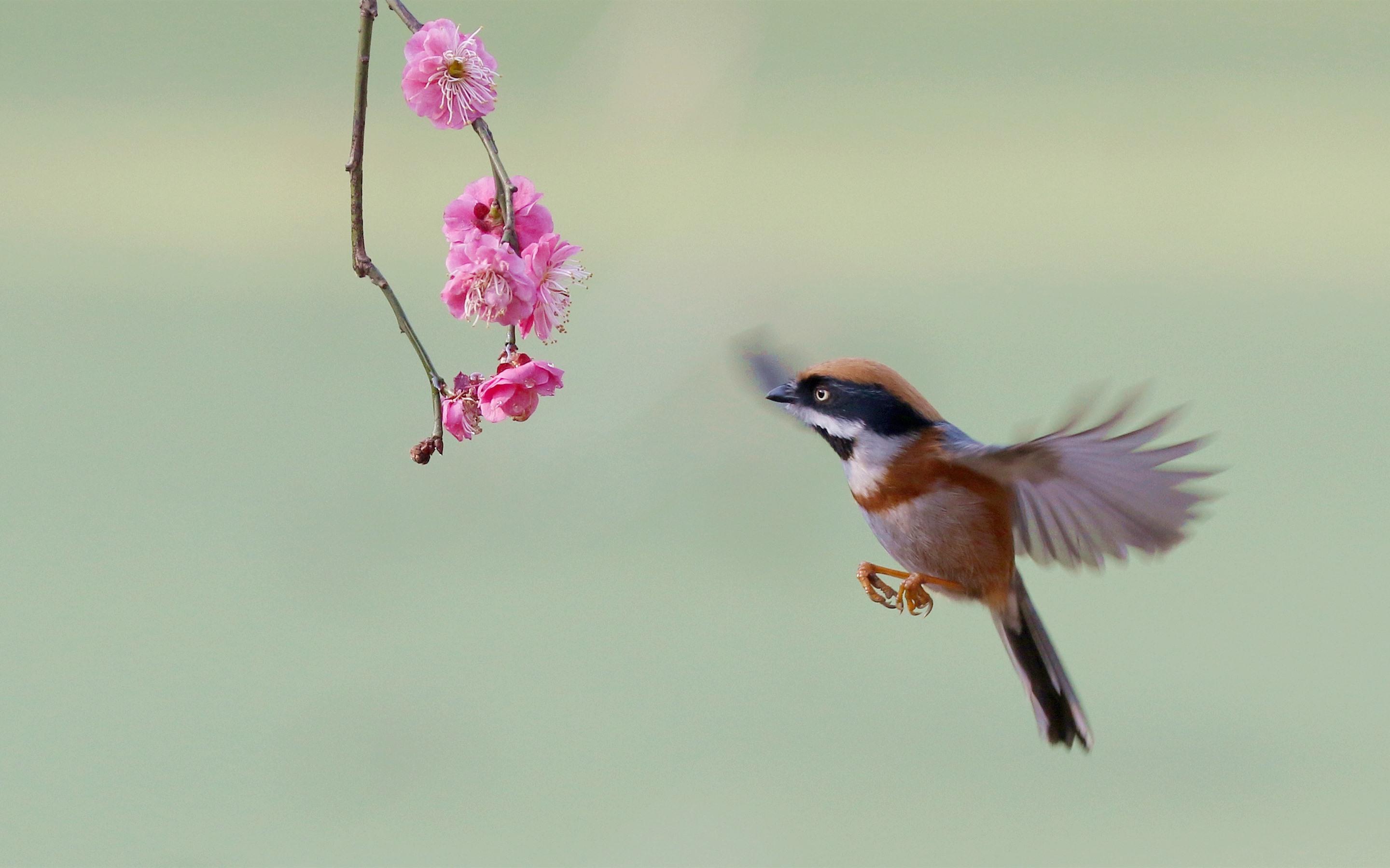Wallpaper Flying Bird And Pink Flowers, Spring - Spring Flying Bird - HD Wallpaper 